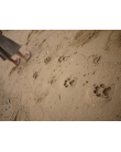 Blue Navy Animal Flipflop footprints